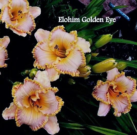 elohim golden eye